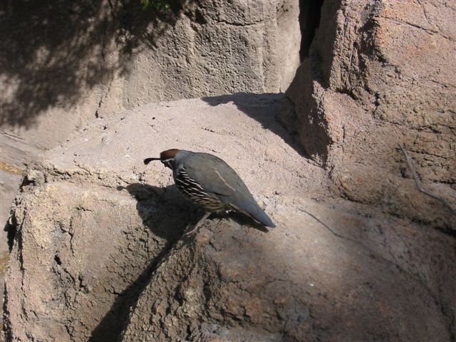 Arizona 012